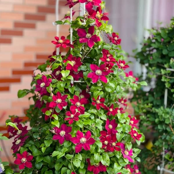 Multiple Petals Climbing Clematis - View 3