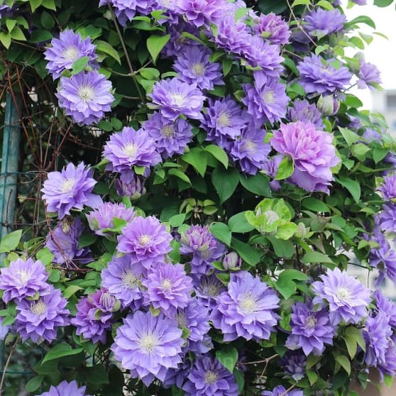 Multiple Petals Climbing Clematis - View 4