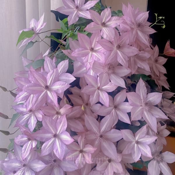 Multiple Petals Climbing Clematis - View 5