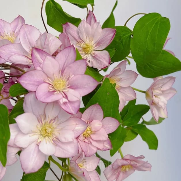 Multiple Petals Climbing Clematis - View 6