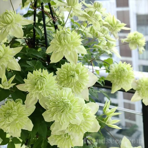 Multiple Petals Climbing Clematis - View 10