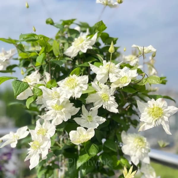 Multiple Petals Climbing Clematis - View 11