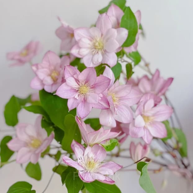 Multiple Petals Climbing Clematis - View 12