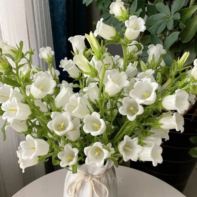 Bellflower – Flowers From Fairy Tales - Alt