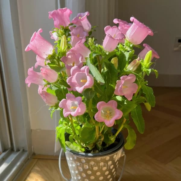 Bellflower – Flowers From Fairy Tales - Main