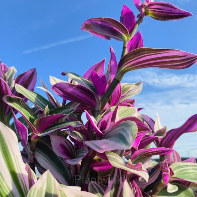 Orchid - Alt