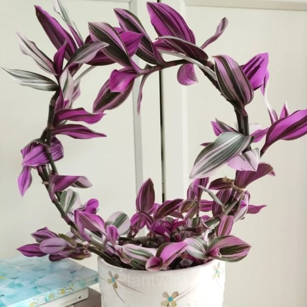 Orchid - Main