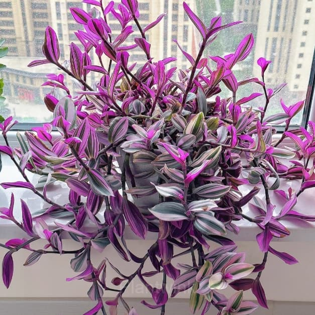 Orchid - View 3