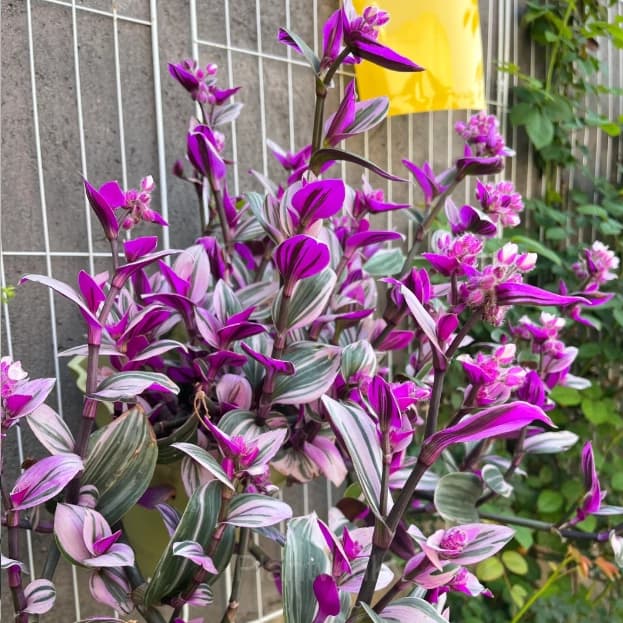 Orchid - View 4