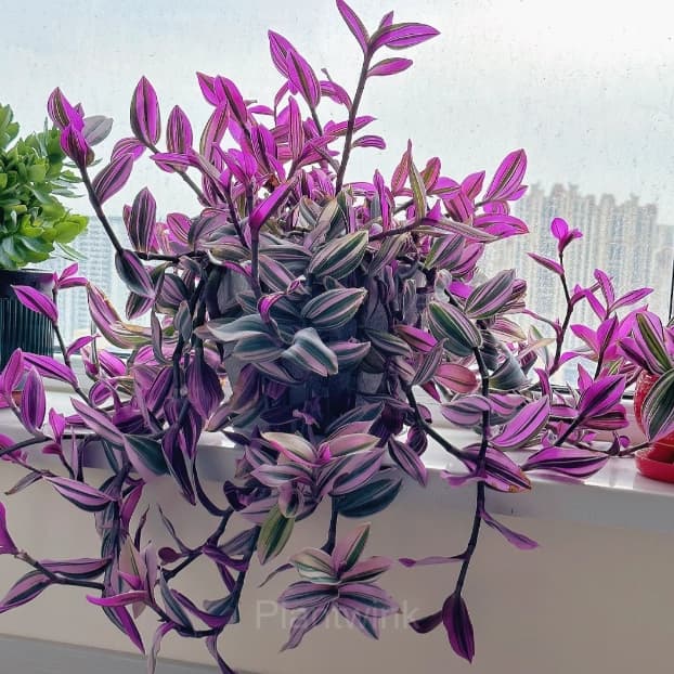 Orchid - View 5