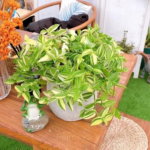 Orchid - View 6