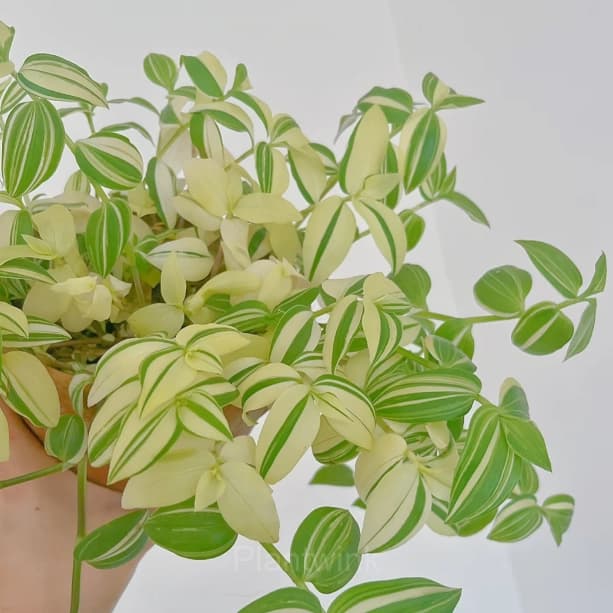 Orchid - View 8