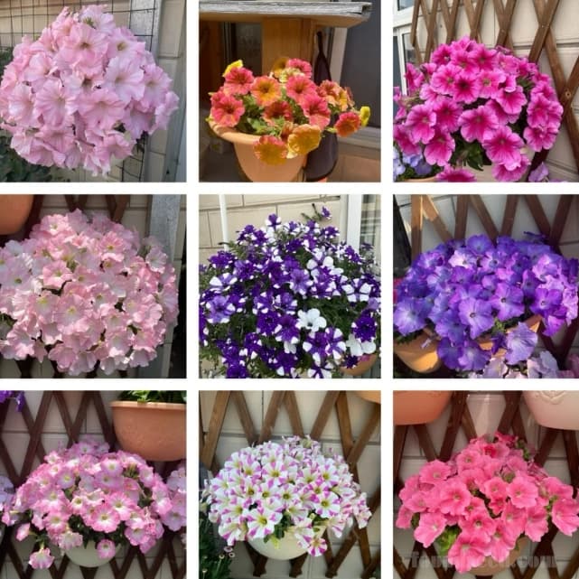 The Latest Petunia Varieties In 2024 - Main