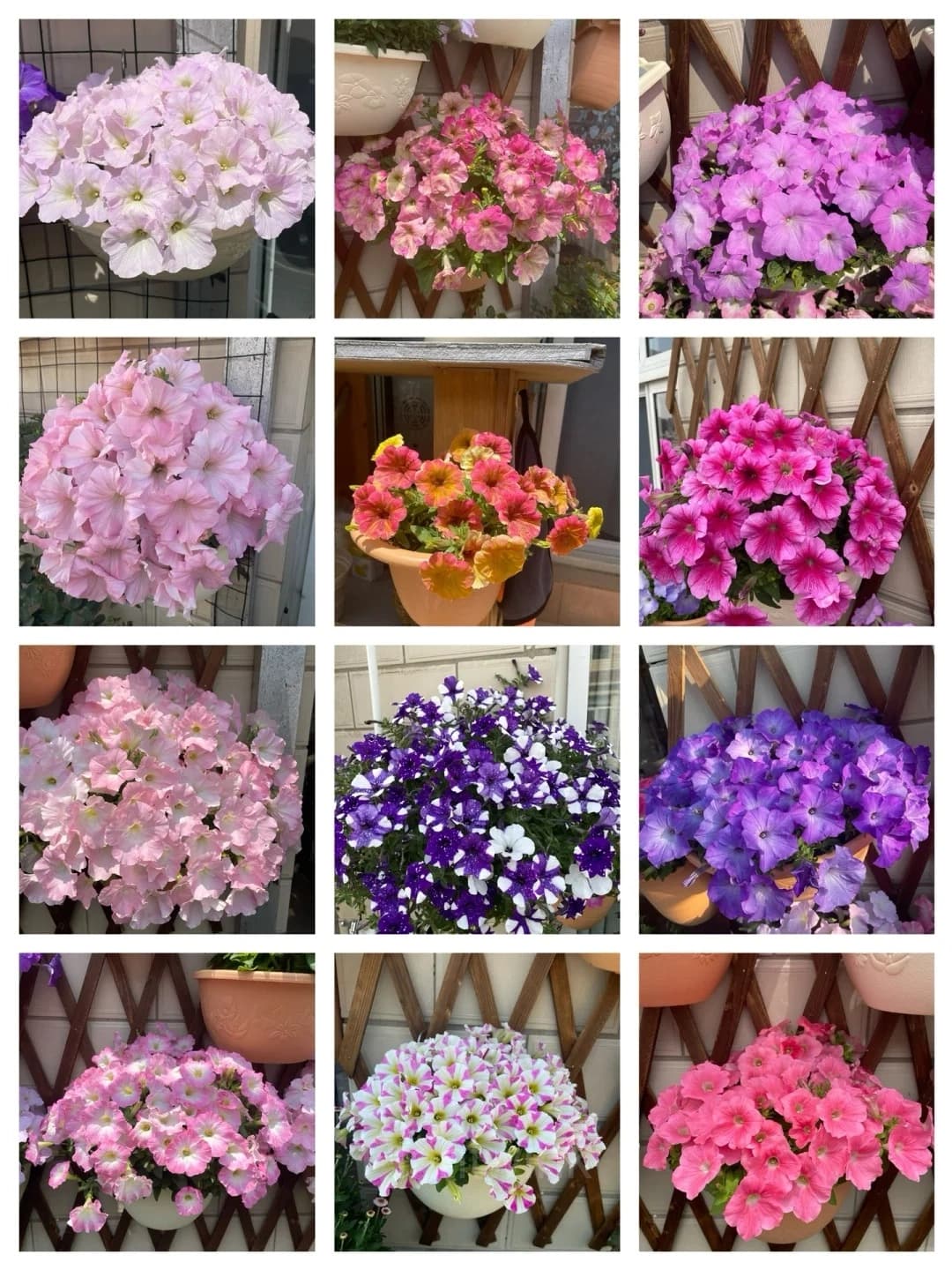 The Latest Petunia Varieties In 2024 - View 3