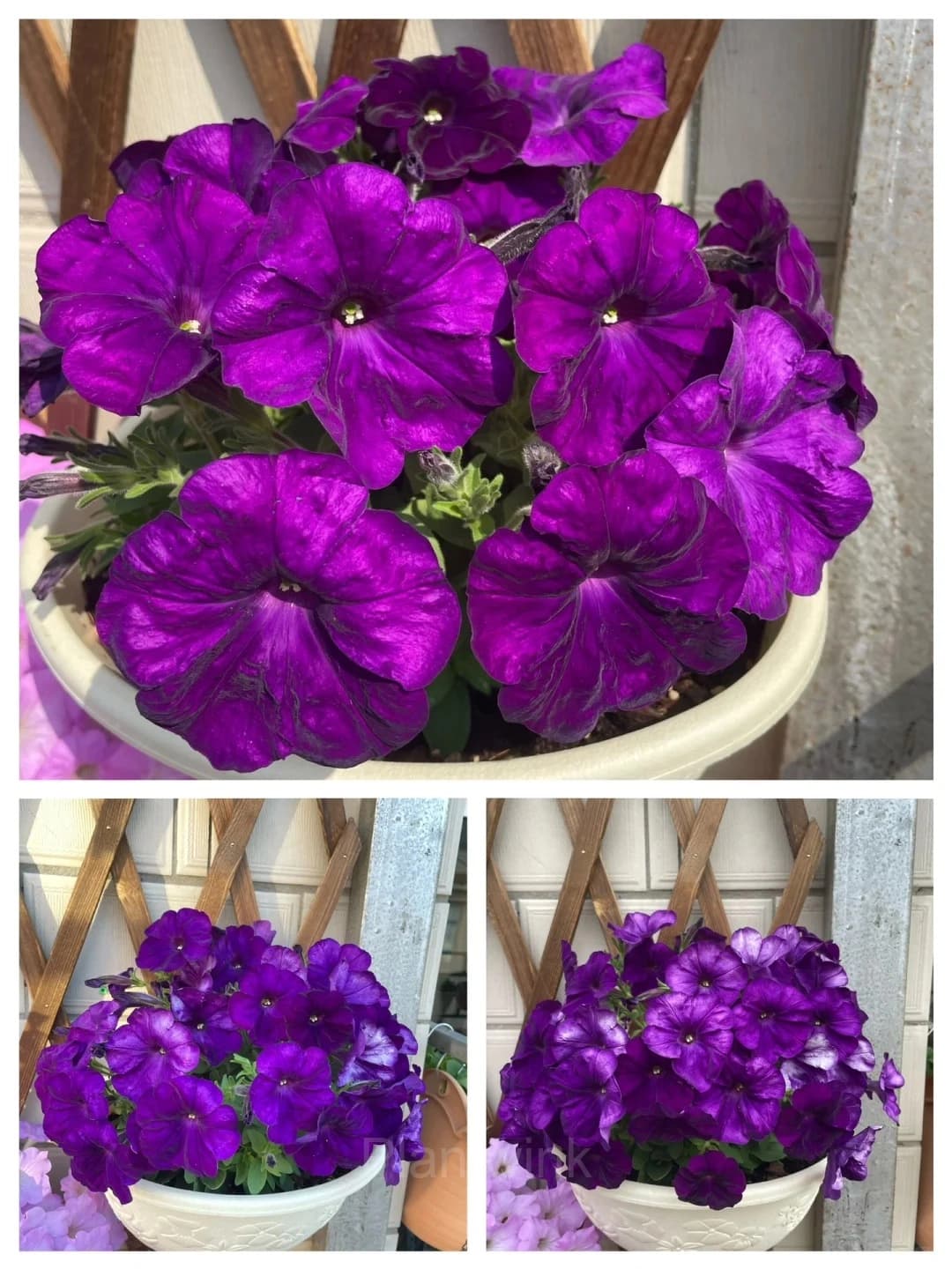 The Latest Petunia Varieties In 2024 - View 4
