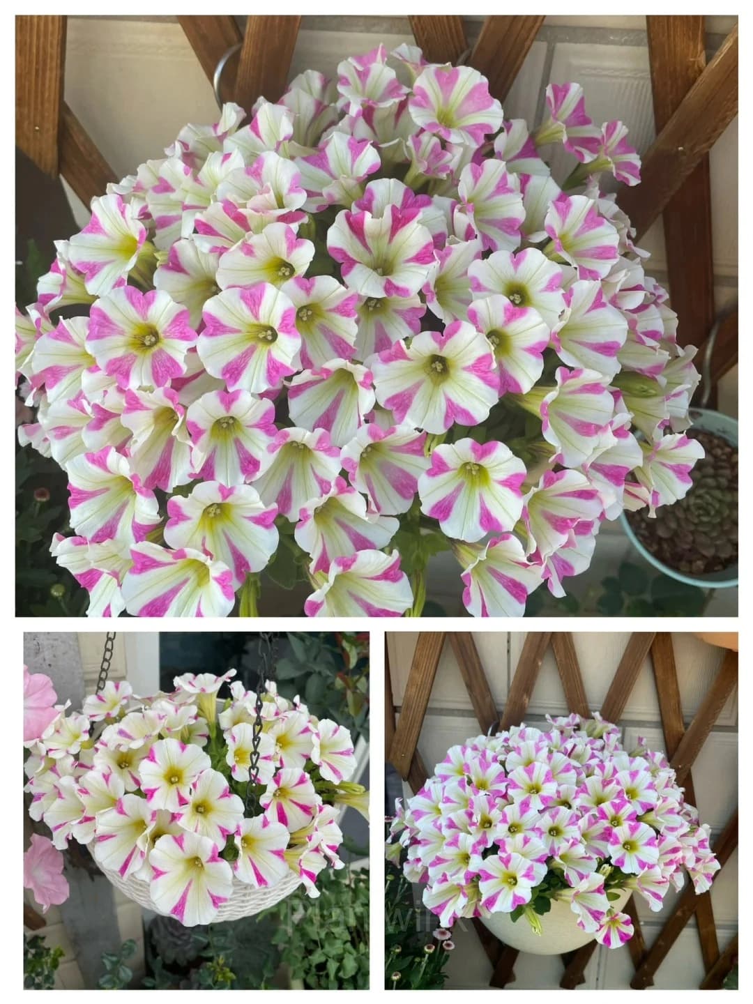 The Latest Petunia Varieties In 2024 - View 8