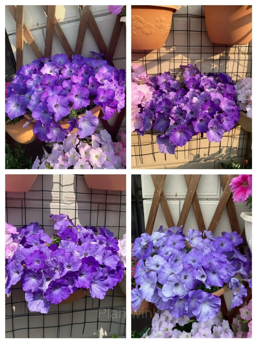The Latest Petunia Varieties In 2024 - View 10