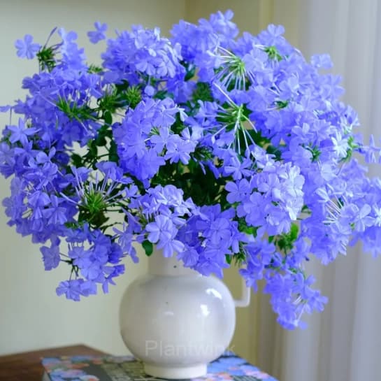 Plumbago—Sky Flower - Main