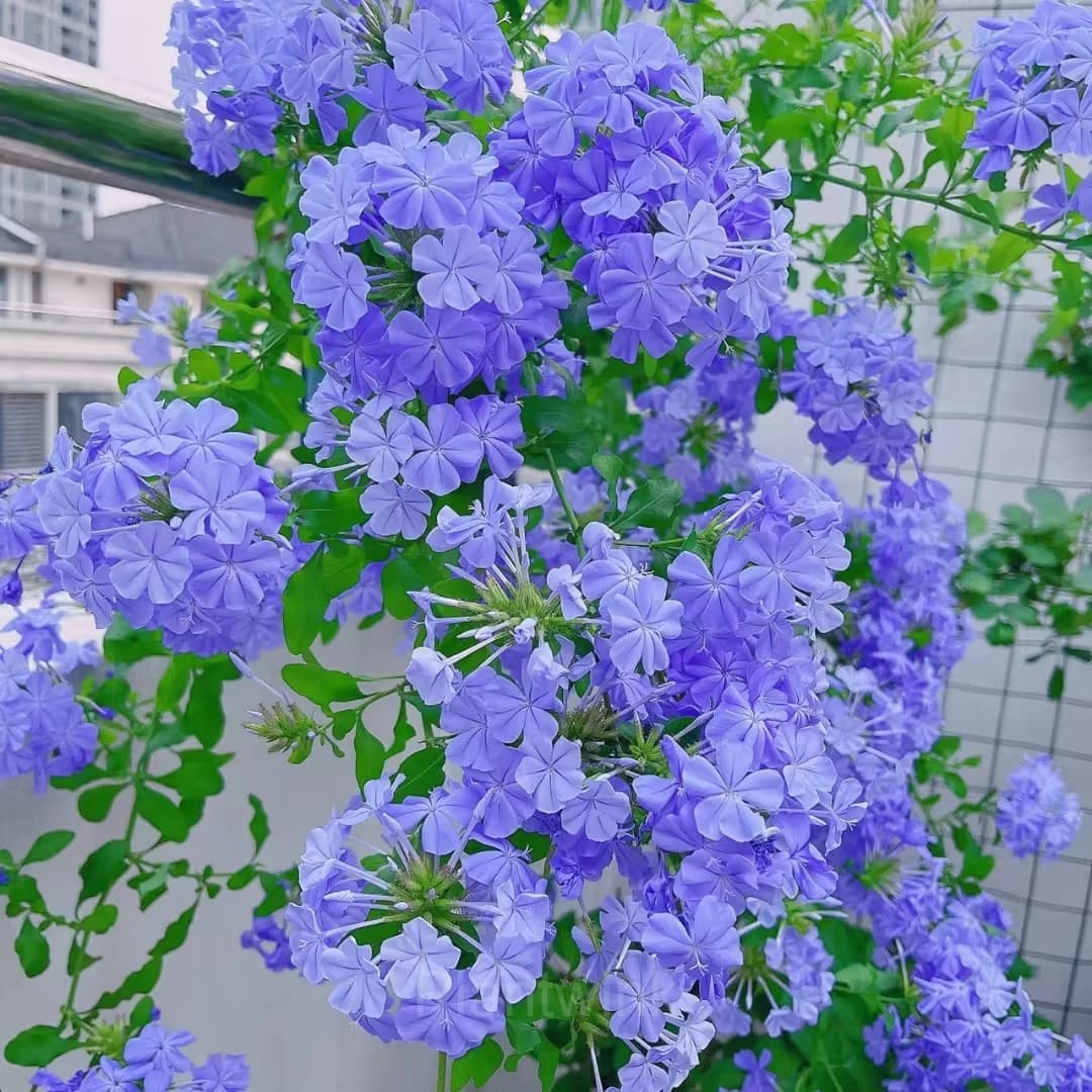 Plumbago—Sky Flower - Alt