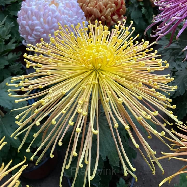 Rare Chrysanthemum Seeds - Alt