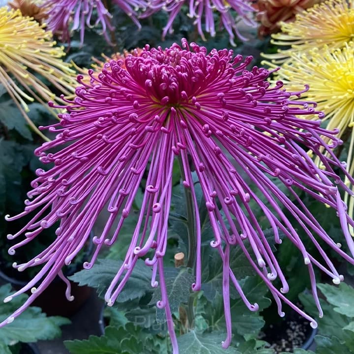 Rare Chrysanthemum Seeds - View 3