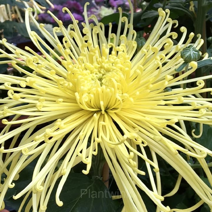 Rare Chrysanthemum Seeds - View 4