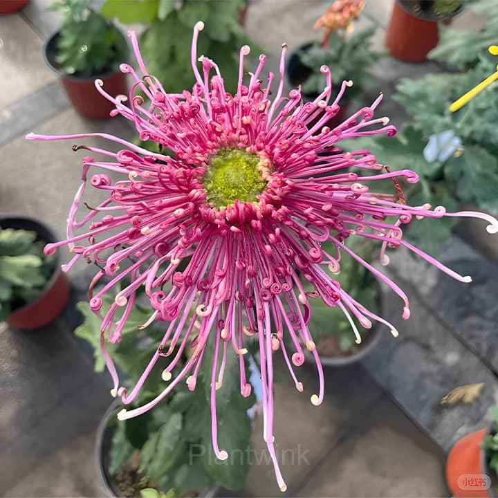 Rare Chrysanthemum Seeds - View 5