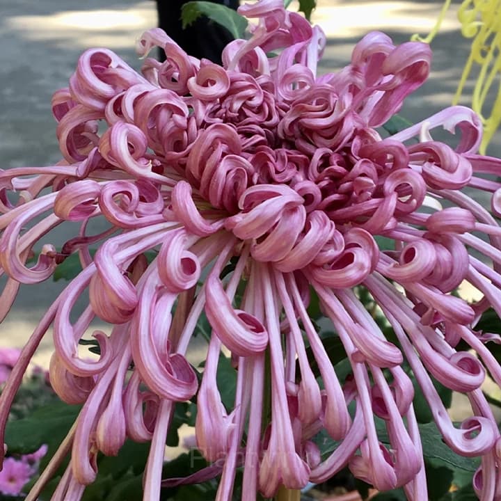 Rare Chrysanthemum Seeds - View 6