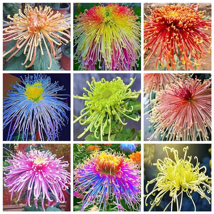 Rare Chrysanthemum Seeds - View 7