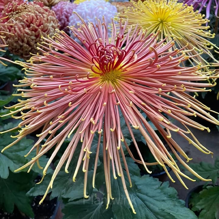 Rare Chrysanthemum Seeds - View 8