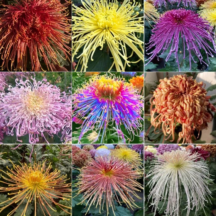 Rare Chrysanthemum Seeds - Main