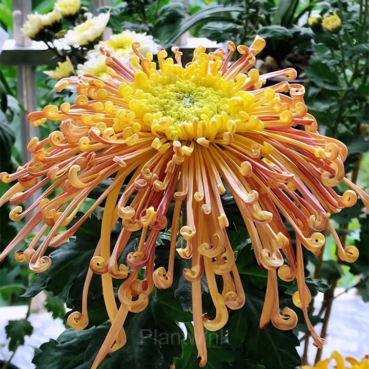 Rare Chrysanthemum Seeds - View 9