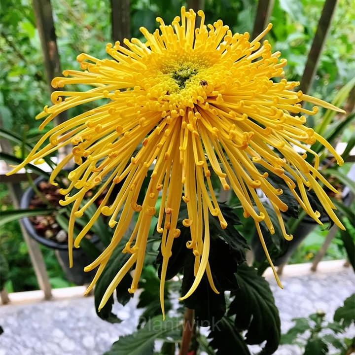 Rare Chrysanthemum Seeds - View 10