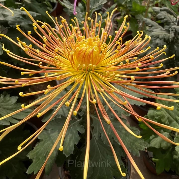 Rare Chrysanthemum Seeds - View 11