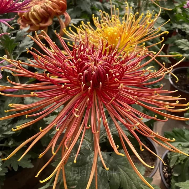 Rare Chrysanthemum Seeds - View 12