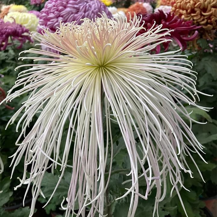 Rare Chrysanthemum Seeds - View 14