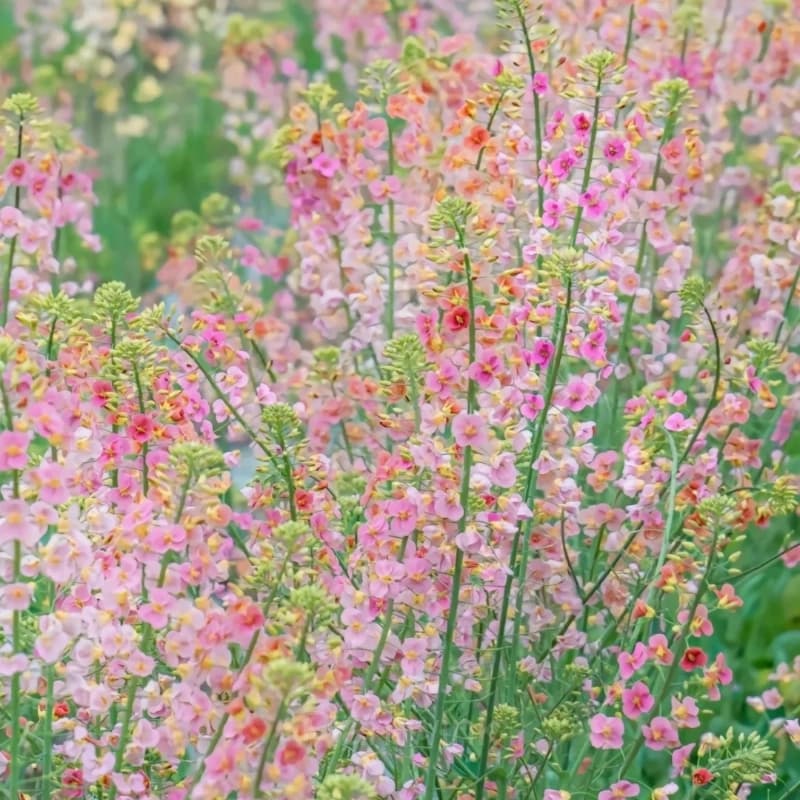 Colorful Rapeseed Flower Seeds - View 4