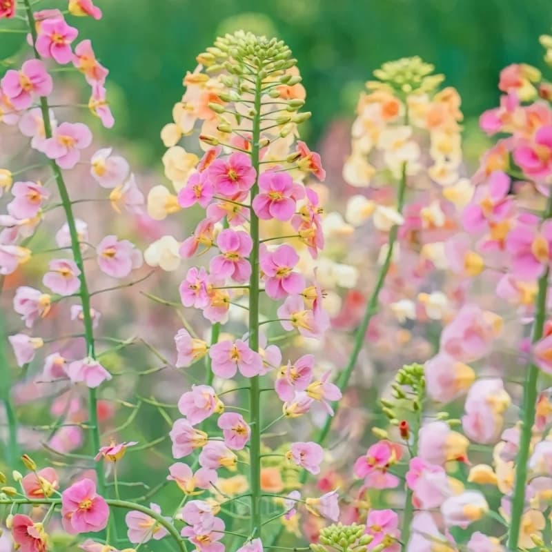 Colorful Rapeseed Flower Seeds - Main