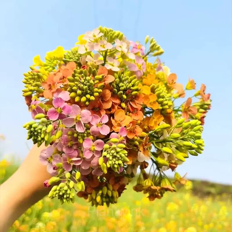 Colorful Rapeseed Flower Seeds - View 9