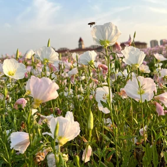 Evening Primrose—Sea Of Pink Flowers - Alt