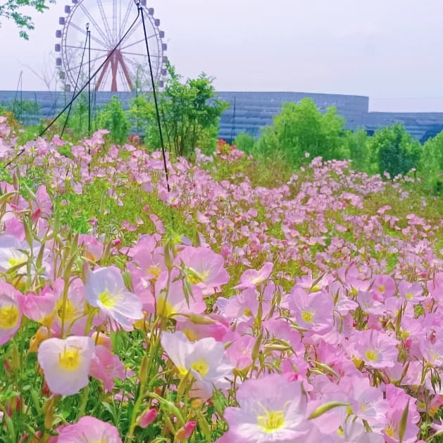 Evening Primrose—Sea Of Pink Flowers - View 3