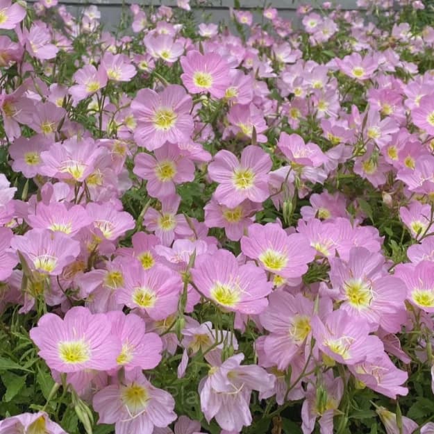 Evening Primrose—Sea Of Pink Flowers - View 4
