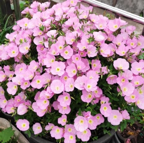 Evening Primrose—Sea Of Pink Flowers - Main