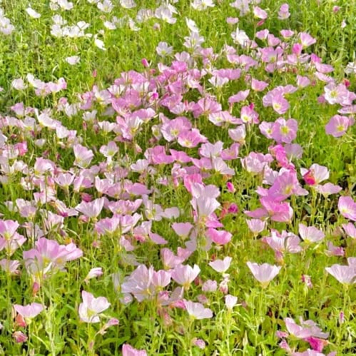 Evening Primrose—Sea Of Pink Flowers - View 5