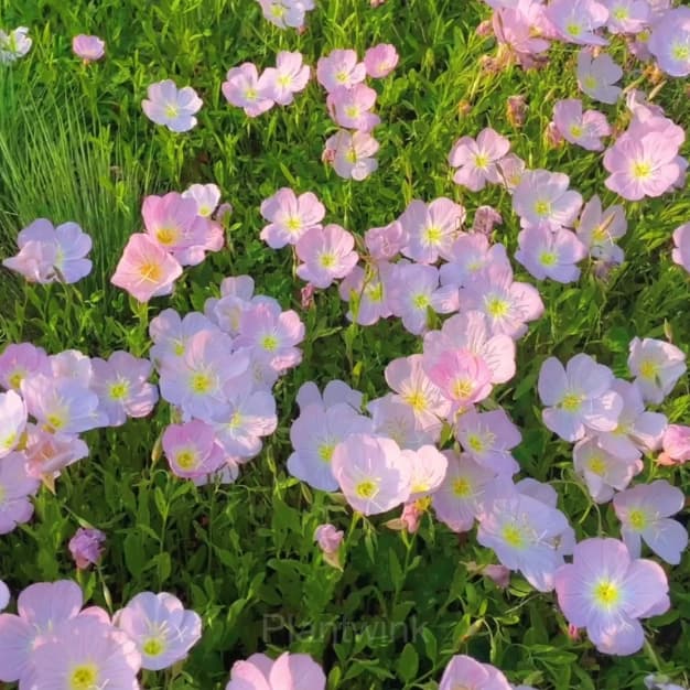 Evening Primrose—Sea Of Pink Flowers - View 6
