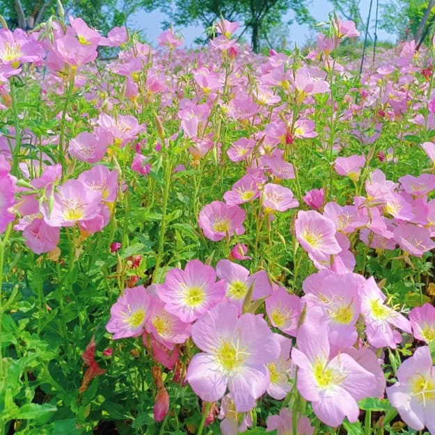 Evening Primrose—Sea Of Pink Flowers - View 7