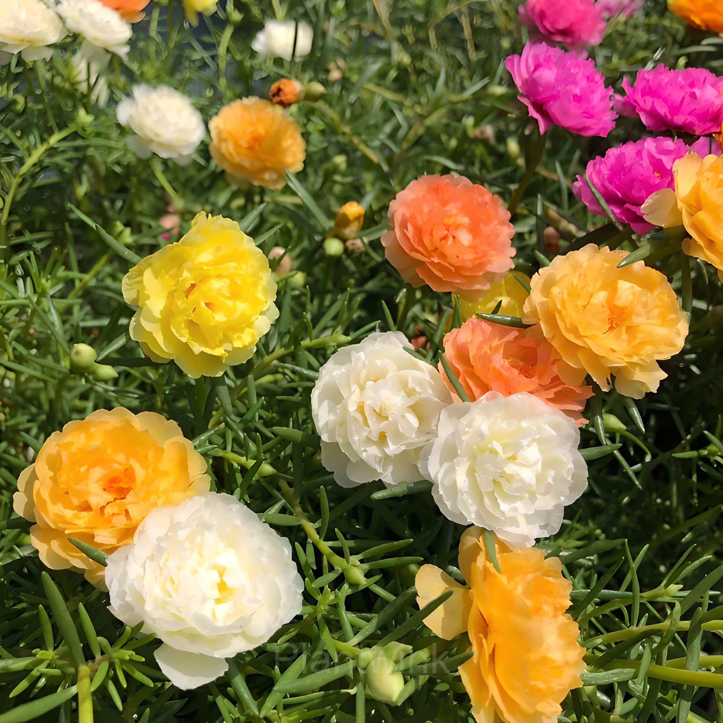 Moss Rose—Immortal Flower - View 2