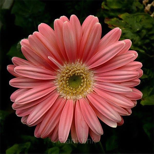 Peach Pink Gerbera Flower Seeds, Sunflower - Main