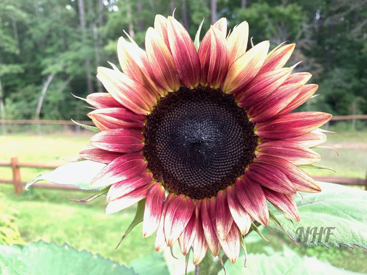 100 Pcs Strawberry Blonde Hybrid Sunflower Seeds - Main