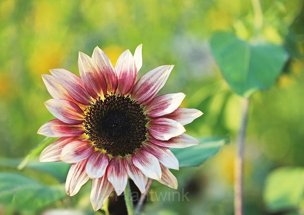 100 Pcs Strawberry Blonde Hybrid Sunflower Seeds - Alt